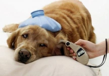 Цукровий діабет у собак: симптоми та лікування