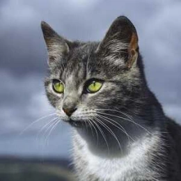 Товари котам