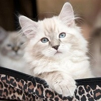 Сечокам'яна хвороба або цистит у котів