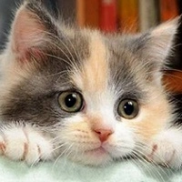 Хронічна ниркова недостатність у котів та кішок