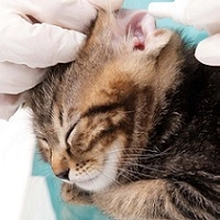 Блохи, кліщі та інші види паразитів у котів та кішок