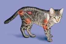 Артрит у кошек: симптомы и лечение