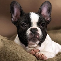 Мочекаменная болезнь у собак