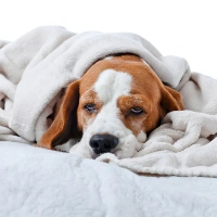 Собака застудилася: симптоми, лікування та профілактика простуди