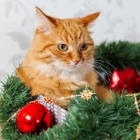 Как спасти новогоднюю елку от кота