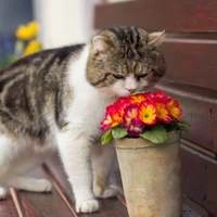 Аллергия у котов и кошек: причины, симптомы и лечение