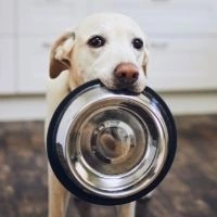 Как определить хороший ли состав сухого корма для собак?