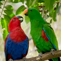 Птица Говорун: как научить попугая разговаривать