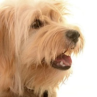 Вітаміни та мінерали в житті собак і котів