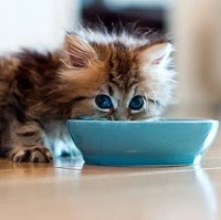 Как кормить котенка