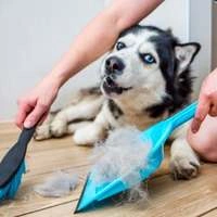 Чому у собаки випадає шерсть