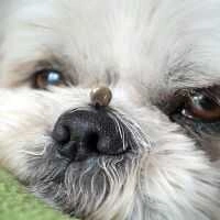 Як захистити улюбленця від бліх, кліщів та інших паразитів