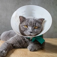 День кошки "удался"! Рвота у кота: причины, лечение и профилактика