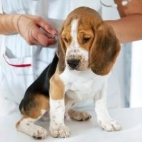 Вакцинація собак: від чого, для чого і як часто