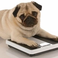 Надмірна вага у собак і котів