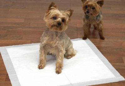 Як привчити собаку до пелюшки