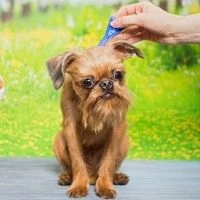 Обзор средств для собак от блох и клещей