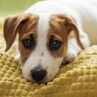 Блювота у собаки: причини, лікування та рекомендації