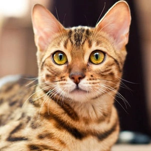 Цукровий діабет у котів