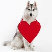 Собачье сердце: диагностика и лечение болезней сердца у собак