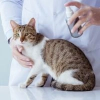 Блохи у котів і кішок: лікування та профілактика