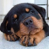 Дисплазия тазобедренного сустава у собак