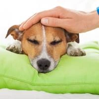 Панкреатит у собак: симптомы и лечение