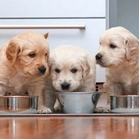 Особенности кормления щенков