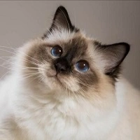 Чем лечить кота в домашних условиях