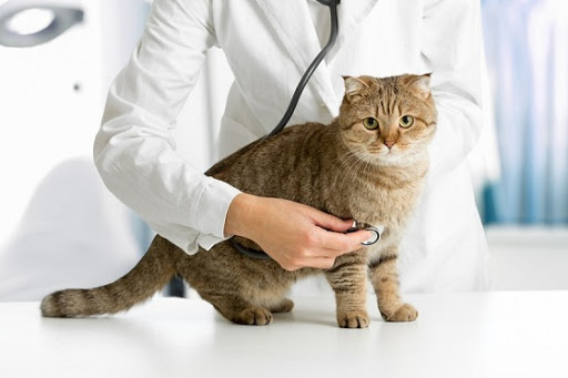 Хвороби внутрішніх органів у котів