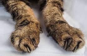 лікування артриту у котів