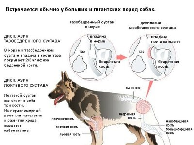 Дисплазия тазобедренного сустава у собак Лечение и советы