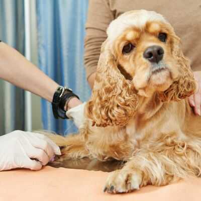 Сахарный диабет собак – научные статьи о ветеринарии животных