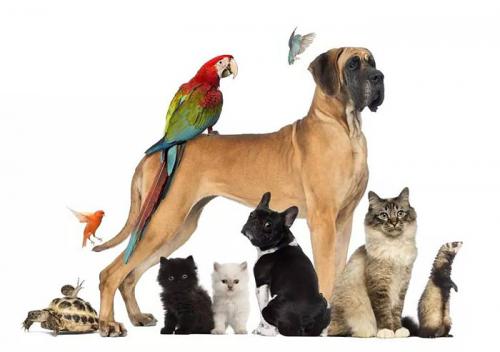 магазин зоотоварів Petko