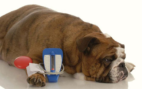 цукровий діабет у собак симптоми