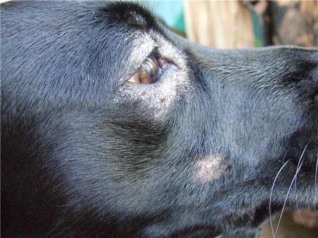 Повышенная линька у собаки — норма или патология? | Northern Sunrise